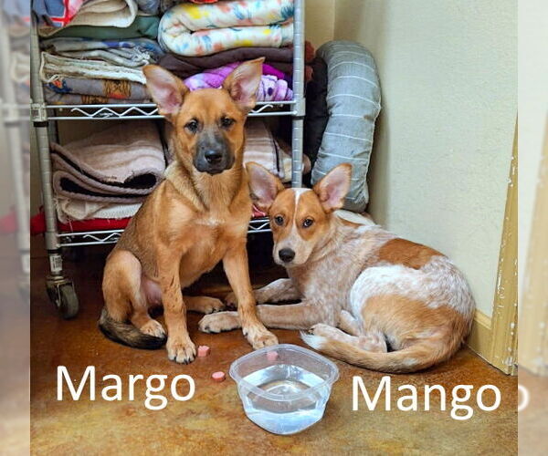 Medium Photo #4 Red Heeler-Unknown Mix Puppy For Sale in Mountain View, AR, USA