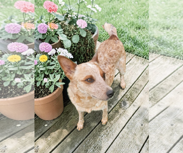 Medium Photo #6 - Mix Puppy For Sale in McKinney, TX, USA