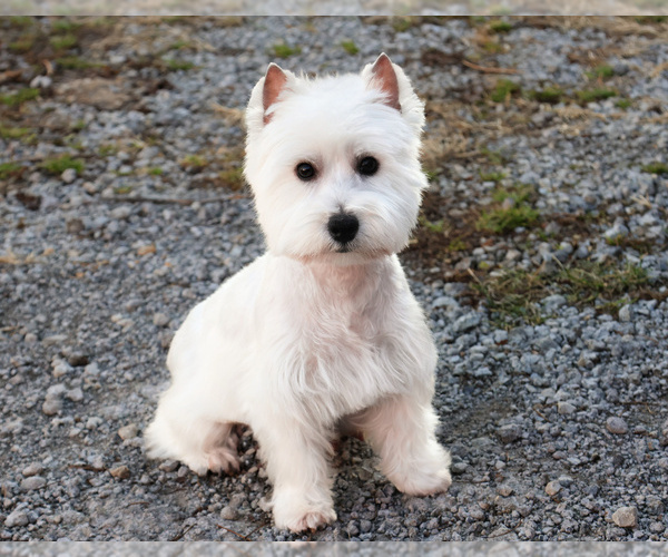 Medium Photo #1 West Highland White Terrier Puppy For Sale in SYRACUSE, IN, USA
