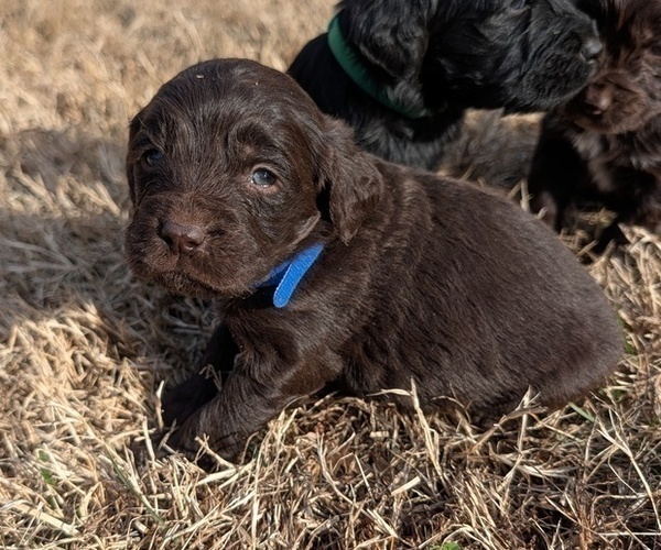 Medium Photo #24 Boykin Spaniel-Goldendoodle Mix Puppy For Sale in MORGANTON, NC, USA