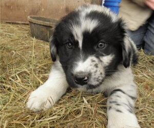 Australian Mountain Dog Puppy for sale in BUCKLIN, MO, USA