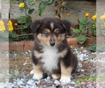 Small Photo #2 Australian Shepherd Puppy For Sale in STRASBURG, PA, USA