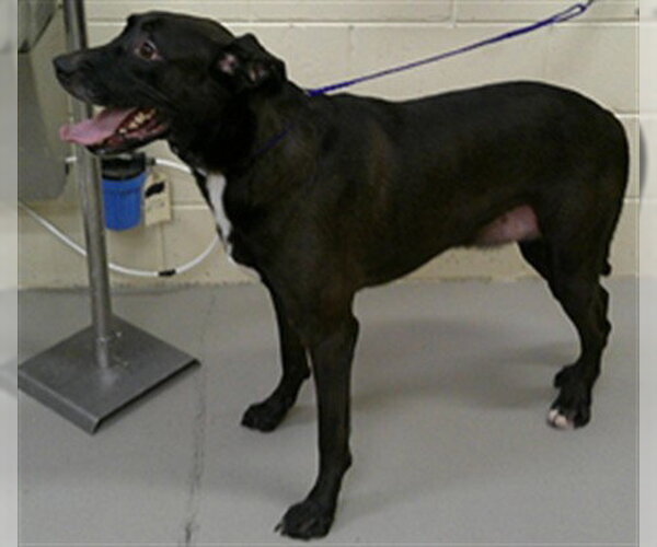 Medium Photo #1 Labbe Puppy For Sale in Sanford, FL, USA