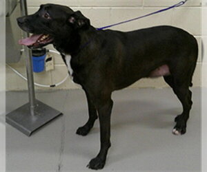 Labbe Dogs for adoption in Sanford, FL, USA