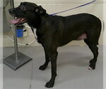 CASH - Male Labbe Dog for Adoption - Small photo
