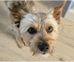 Mutt Dogs for adoption in San Ramon, CA, USA