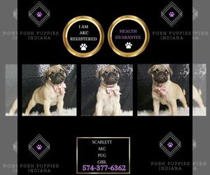 Pug Puppy for sale in WARSAW, IN, USA