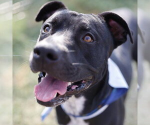 American Staffordshire Terrier-Unknown Mix Dogs for adoption in San Antonio, TX, USA