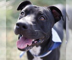 Small American Staffordshire Terrier Mix