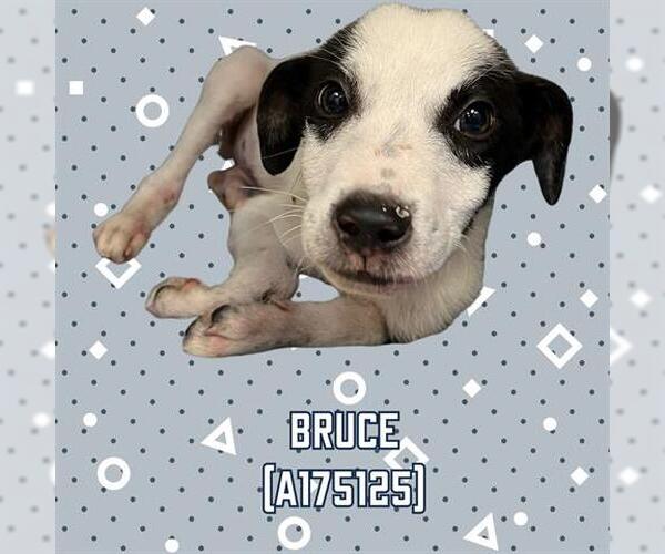 Medium Photo #1 Collie-Unknown Mix Puppy For Sale in Tulsa, OK, USA