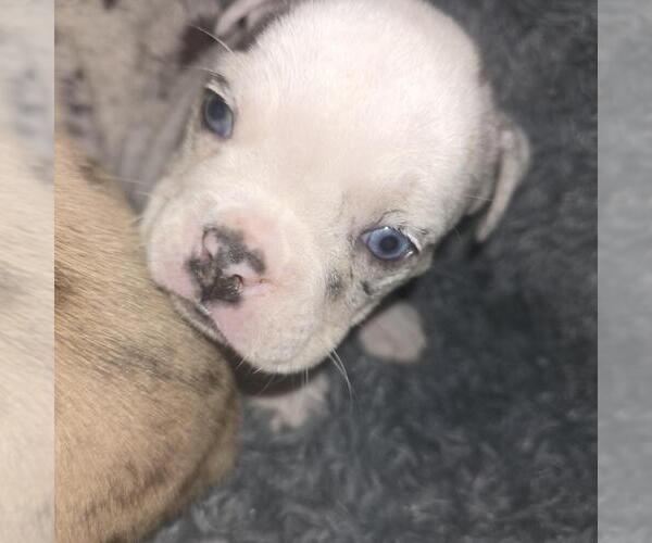 Medium Photo #9 Olde English Bulldogge Puppy For Sale in HAMLER, OH, USA