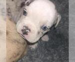 Small #8 Olde English Bulldogge