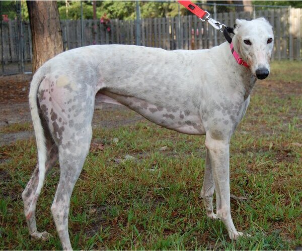 Medium Photo #2 Greyhound Puppy For Sale in Cherry Hill, NJ, USA