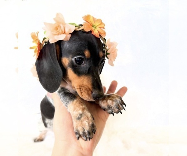 Medium Photo #8 Dachshund Puppy For Sale in DAVIS, CA, USA