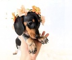 Small #7 Dachshund