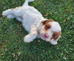 Small #16 Bernedoodle (Miniature)