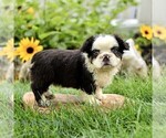 Small #3 French Bulldog