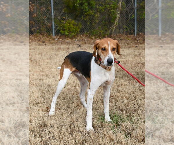 Medium Photo #2 American Foxhound Puppy For Sale in Glen Allen, VA, USA