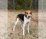 Small #1 American Foxhound