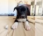 Puppy Socks Siberian Husky-Unknown Mix