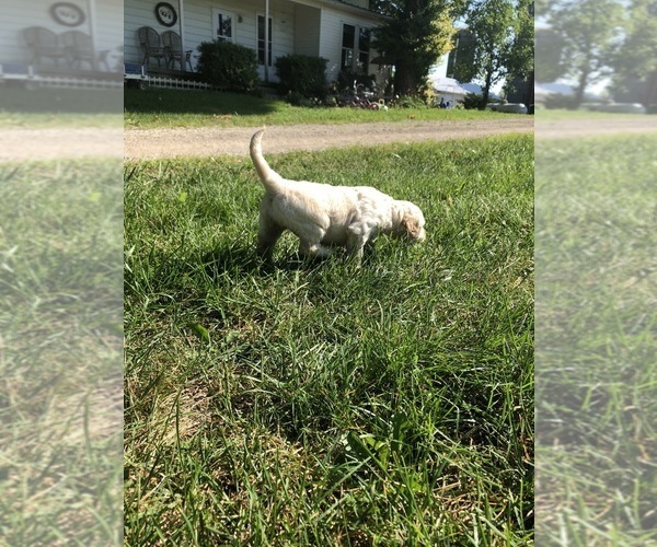 Medium Photo #3 Goldendoodle Puppy For Sale in ELKHART, IN, USA