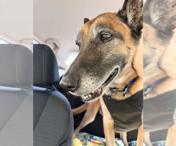 Medium Photo #2 Mutt Puppy For Sale in Imlay City, MI, USA