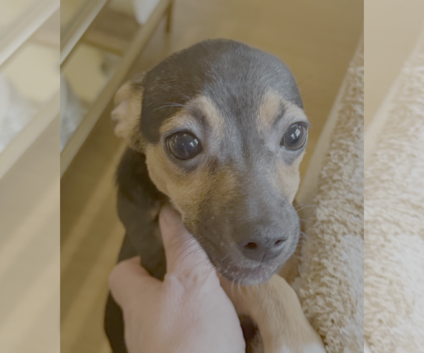 Medium Photo #2 Chihuahua-Unknown Mix Puppy For Sale in Bellevue, WA, USA