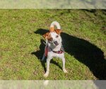 Small Photo #6 Jack Russell Terrier Puppy For Sale in Waco, TX, USA
