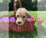 Small Photo #15 Labradoodle Puppy For Sale in DURHAM, CA, USA