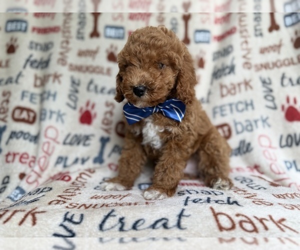 Medium Photo #5 Cockapoo (Miniature) Puppy For Sale in LAKELAND, FL, USA