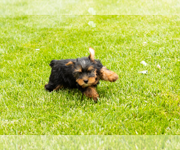 Medium Photo #9 Yorkshire Terrier Puppy For Sale in NAPPANEE, IN, USA