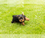 Small #8 Yorkshire Terrier