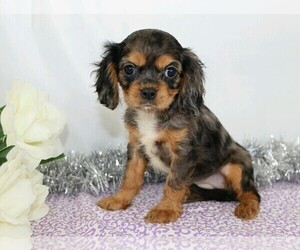 Cavalier King Charles Spaniel Puppy for sale in FREDERICKSBG, OH, USA