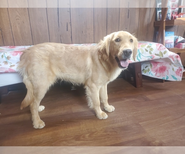Medium Photo #10 Golden Retriever Puppy For Sale in FALCON, CO, USA