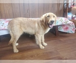 Small #9 Golden Retriever