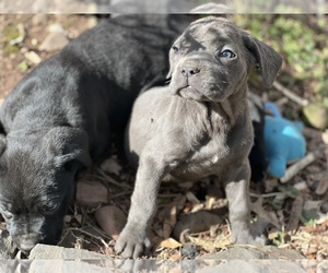 Cane Corso Puppy for sale in EAST ORANGE, NJ, USA