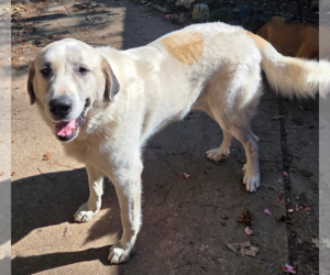 Thor - Male Great Pyrenees-Unknown Mix Dog for Adoption - Photo #2