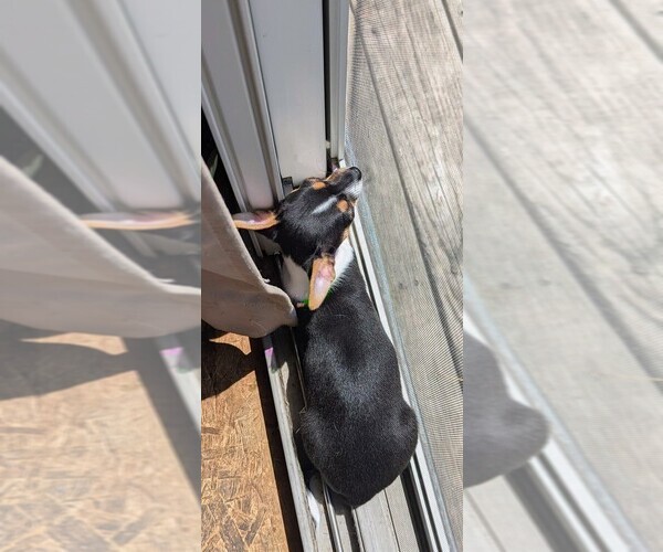 Medium Photo #9 Chihuahua Puppy For Sale in HUDSONVILLE, MI, USA