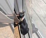 Small #8 Chihuahua