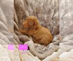 Small Photo #5 Poodle (Standard) Puppy For Sale in PHOENIX, AZ, USA