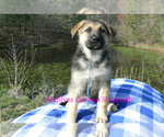Small #2 German Shepherd Dog