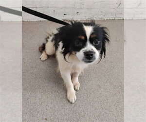Chihuahua-Unknown Mix Dogs for adoption in San Bernardino, CA, USA