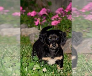 Chiweenie Puppy for sale in PARIS, TN, USA