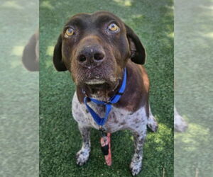German Shorthaired Pointer-Unknown Mix Dogs for adoption in Lakewood, CO, USA