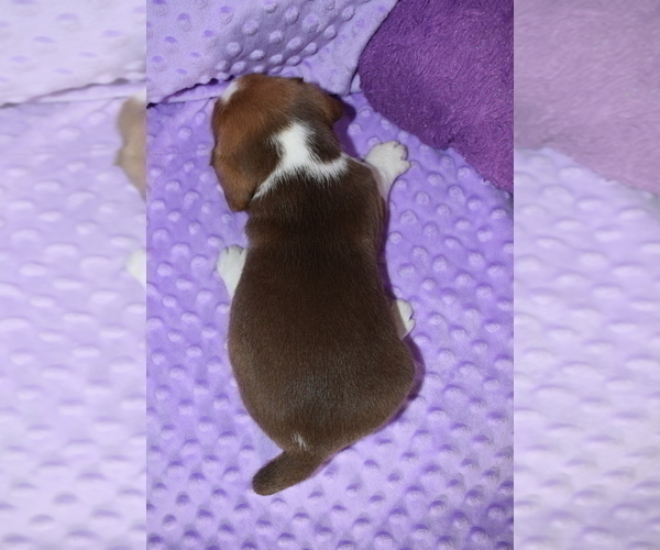 Medium Photo #12 Beagle Puppy For Sale in REASNOR, IA, USA