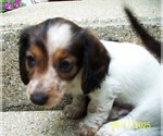 Small #8 Dachshund