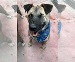 Small #9 German Shepherd Dog Mix