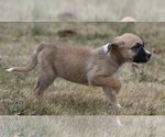 Small Photo #1 Bullboxer Pit Puppy For Sale in Mechanicsburg, PA, USA