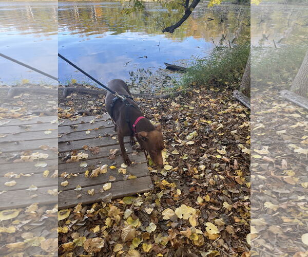 Medium Photo #6 Chocolate Labrador retriever-Doberman Pinscher Mix Puppy For Sale in Minneaoplis, MN, USA