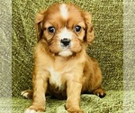 Small #4 Cavalier King Charles Spaniel
